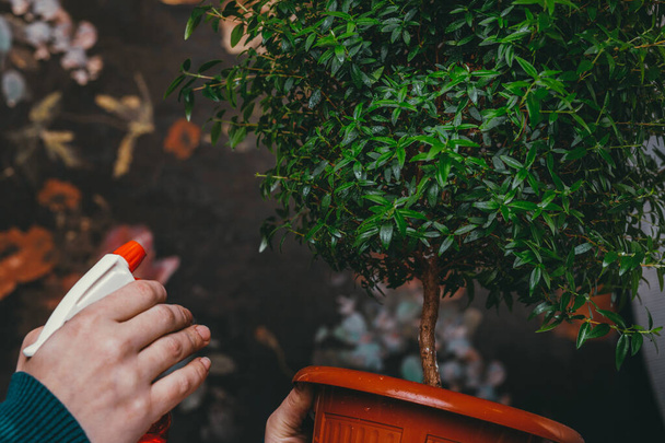 Nemli bir bez ile Kadın el, bir houseplant yaprağı temiz. - Fotoğraf, Görsel
