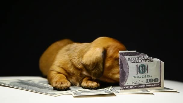 footage of dog money dark background  - Séquence, vidéo