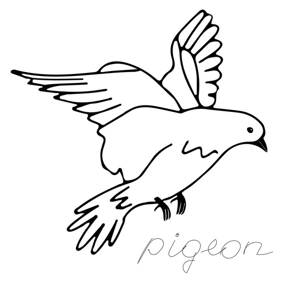 Käsin piirretty musta vektori kuva yksi kyyhkynen lentää valkoisella pohjalla kirjoituksella Pigeon
 - Vektori, kuva
