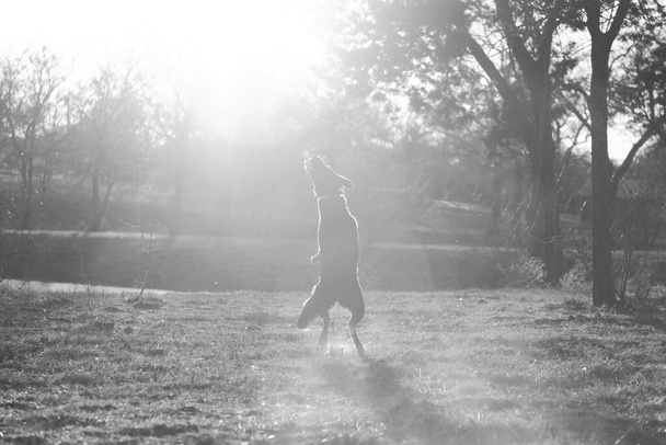 Animaux jouant aller chercher dans le champ pendant le coucher du soleil, noir et blanc
. - Photo, image