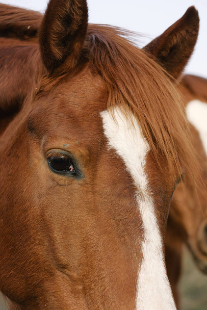 Curious chestnut quarter horse close up - Photo, Image