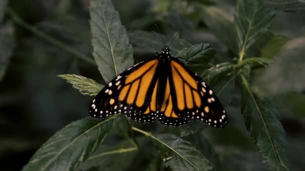 Een vlinder wordt op de bladeren geplaatst - Video