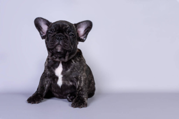 Puppy French bulldog tiger color sits and looks to the side on a gray background - Zdjęcie, obraz