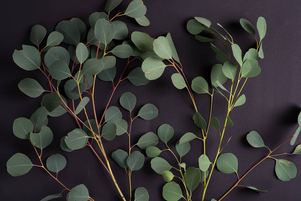 Frische natürliche Zweige der Eukalyptuspflanze auf schwarzem Hintergrund. Natürliche Kulisse für Grußkompositionen. - Foto, Bild