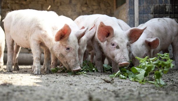 Ukraiński Ferma świnie - Zdjęcie, obraz