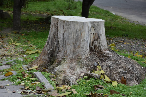 drewniany kikut w lesie - Zdjęcie, obraz