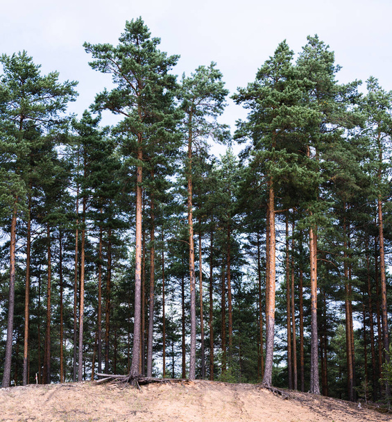 ladera arenosa y hermoso bosque de pinos con troncos delgados y rectos de color marrón
 - Foto, Imagen