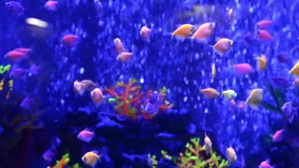 Tropikalne ryby w błękitnej wodzie jako natura podwodne tło życia morskiego. Filmik wideo Full HD - Materiał filmowy, wideo