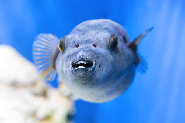 Fugu puffer blowfish риба Arothron Hispidus в акваріумі як природа підводного морського дна - Фото, зображення