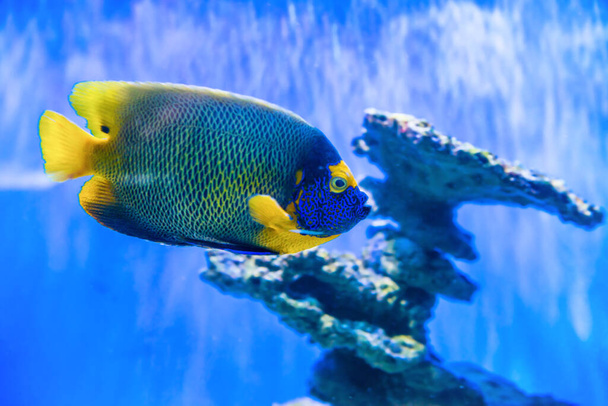 Тропічна дискова риба Симфодон поблизу коралового рифу як природа підводного морського життя фону
 - Фото, зображення