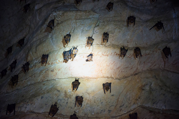 Closeup view of dark brown bats colony hanging on ceiling of natural cave - Photo, Image