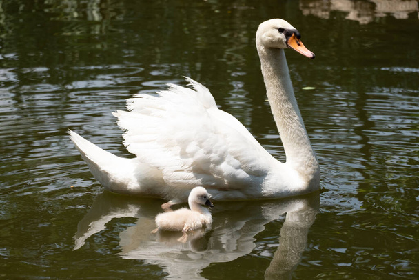 Cisne y bebé nadando juntos
 - Foto, imagen