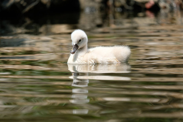 Swan cub is practicing life skills and surviving. - Photo, Image