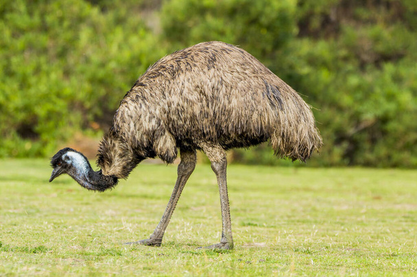 Wilsons Promontory National Park, Australia, Victoria- MARCH 2016: Emu (Dromaius novaehollandiae) grazing in the Australian bush. Emu is the second-largest living bird. Today endangered by fires - Фото, изображение