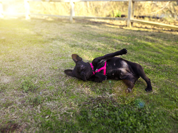 Güzel siyah Fransız bulldog açık parkta yatıyor. - Fotoğraf, Görsel