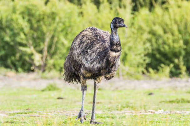 Wilsons Promontory National Park, Australia, Victoria- MARCH 2016: Emu (Dromaius novaehollandiae) grazing in the Australian bush. Emu is the second-largest living bird. Today endangered by fires - 写真・画像