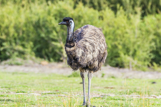 Wilsons Promontory National Park, Australia, Victoria- MARCH 2016: Emu (Dromaius novaehollandiae) grazing in the Australian bush. Emu is the second-largest living bird. Today endangered by fires - Foto, afbeelding