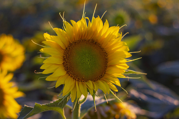lähikuva yksityiskohtaisesti auringonkukan alalla
 - Valokuva, kuva