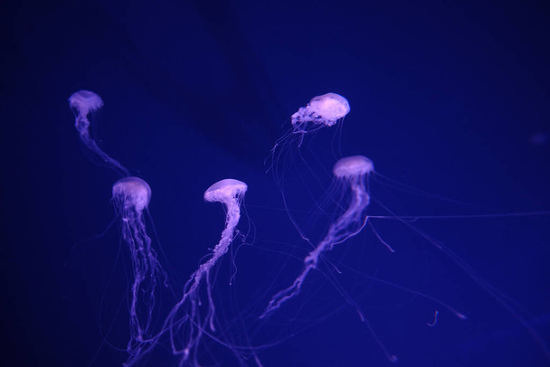 Aurelia aurita медузы крупным планом в аквариуме, крупным планом
  - Фото, изображение