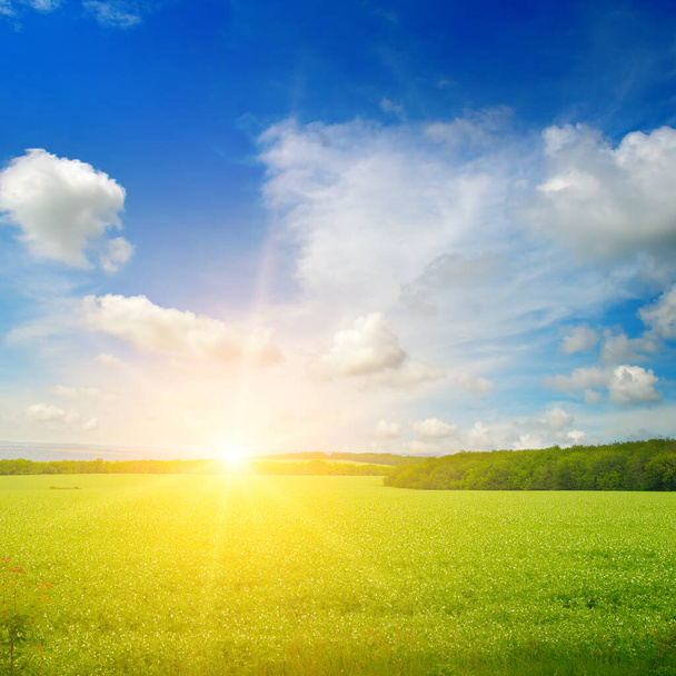 Green field and blue sky with light clouds. Bright sunrise over the horizon. - Photo, image