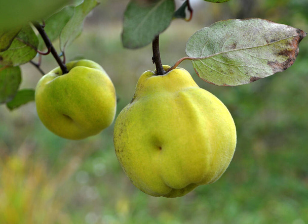 Quince fruits ripen on the branch of the bush - Photo, Image