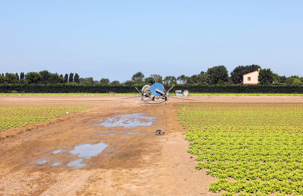 sistema automático de irrigação no amplo campo cultivado com alface verde no verão
 - Foto, Imagem