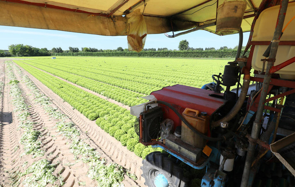 mezőgazdasági traktor friss saláta betakarítása közben, közvetlenül a termesztett területről - Fotó, kép