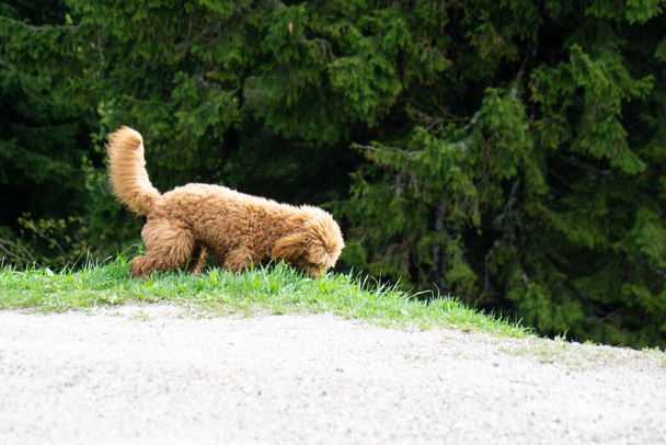 взгляд симпатичной коричневой пушистой собаки - Фото, изображение