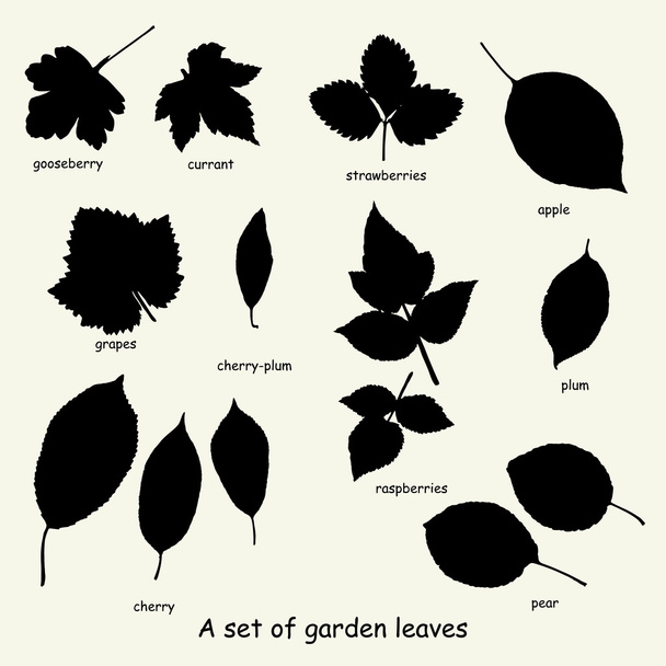 A set of garden leaves - Vector, Image