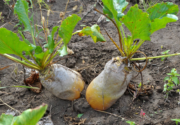 In the organic soil grows beet fodder - Photo, Image