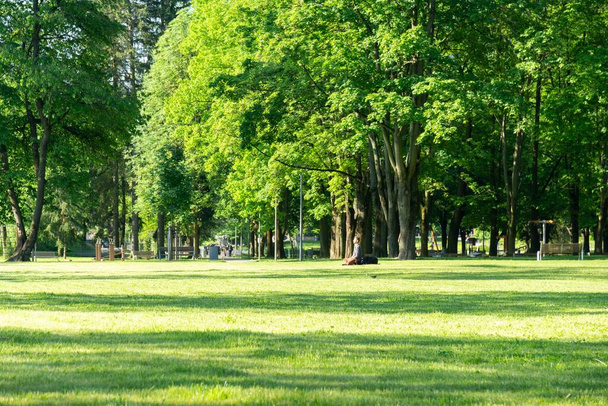 hermoso parque de verano con árboles
 - Foto, imagen
