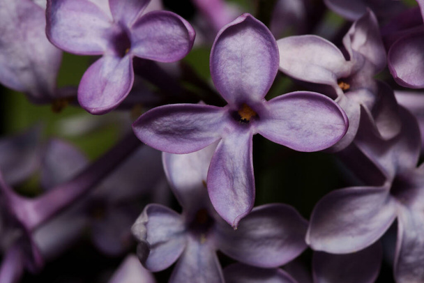 Blooming young lilac in the spring forest. Close up. Beauty in nature. - Foto, immagini