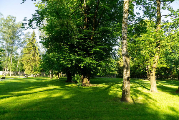 hermoso parque de verano con árboles
 - Foto, imagen