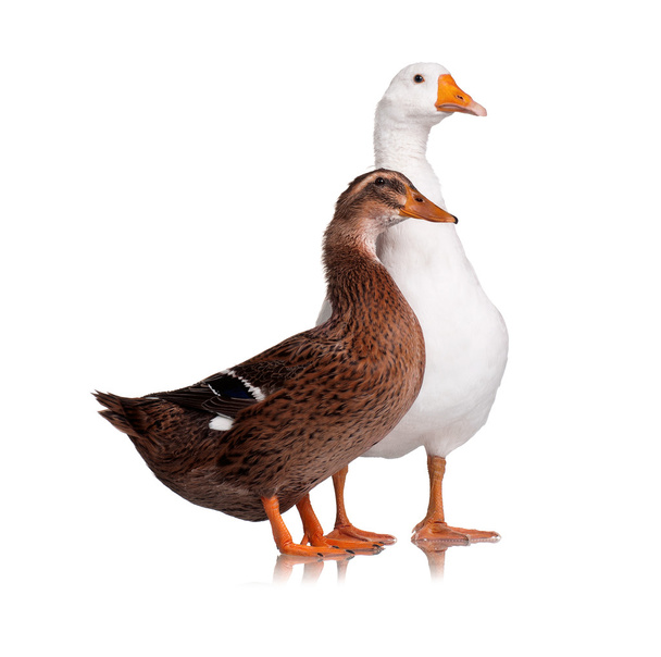 Pato y ganso
 - Foto, Imagen
