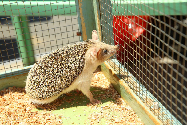https://cdn.create.vista.com/api/media/small/353925838/stock-photo-sharpened-hedgehog-stuck-cage-european-hedgehog-caught-trap-intended-rodent