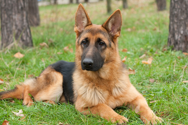 German Shepherd dog - Photo, Image