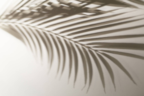 Σκιά των τροπικών φύλλων φόντο. Σκιές από φύλλα φοίνικα σε φόντο λευκού τοίχου. - Φωτογραφία, εικόνα