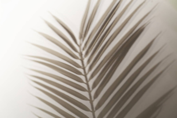 Shadow of tropical leaves background. Shadows from palm leaves on a white wall background. - Photo, Image