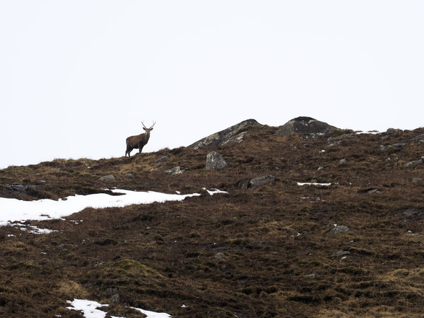 Czerwony jeleń, Cervus elaphus, samotny samiec w śniegu, Szkocja, marzec 2020 - Zdjęcie, obraz
