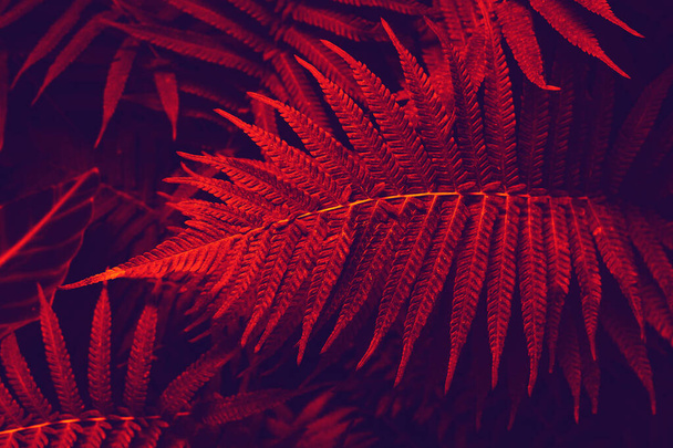 Tinted tropical leaves in the red color. Natural red and blue background leaves of decorative fern in the tropics. dark background of ferns. - Photo, Image