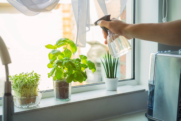 Young Man's hand watering home gardening on the kitchen windowsill. Pots of herbs with basil and watercress sprouts. Home planting and food growing. Sustainable lifestyle, plant-based foods - 写真・画像
