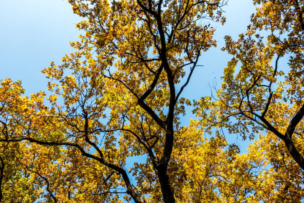 Herrlicher Herbst in einem wunderschönen historischen Park - Foto, Bild