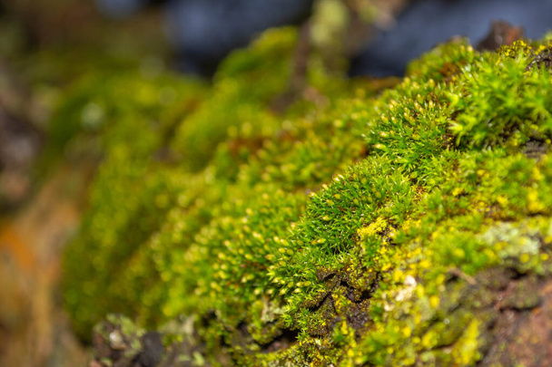 Boomstam in groen mos close-up. - Foto, afbeelding