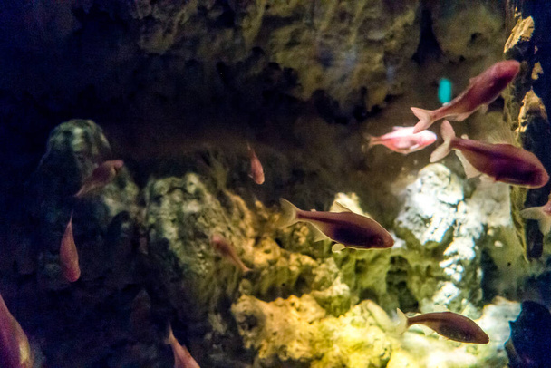 Beautiful underwater world of fish seaweed sea - Фото, изображение