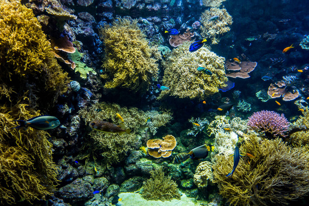 Krásný podvodní svět z moře mořských řas - Fotografie, Obrázek