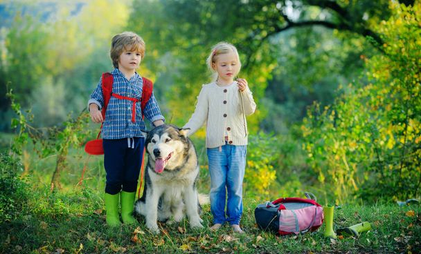 Young boy and little girl in a green field with his pet husky or malamute. Summer at countryside. Summer leisure. - Fotoğraf, Görsel