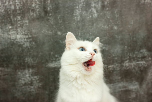 beau chat blanc lève les yeux et lèche sur un fond gris. Chat attend un délicieux repas
 - Photo, image