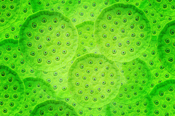 Зелені стручки насіння лотоса як фон
 - Фото, зображення