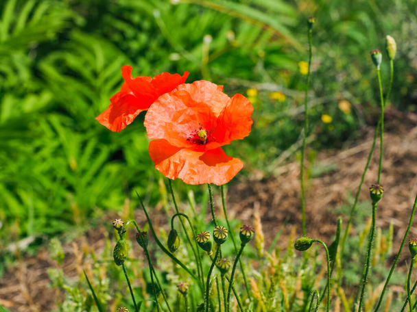 Detailní záběr divokých červených makových květů s pěkným rozmazaným zadkem v pozadí zelené trávy. Itálie. Makové jsou léčivé, bylinné jednoleté, dvouleté nebo krátkodobé trvalé rostliny. Rodina Papaveraceae. Fotografická tapeta - Fotografie, Obrázek