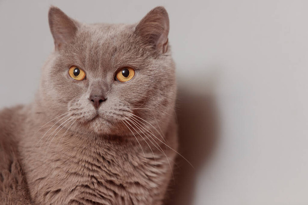 Пурпурный британский кот. Портрет животного
. - Фото, изображение